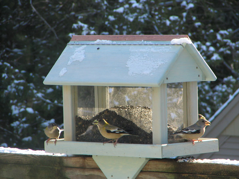 large capacity white cedar bird Feeders